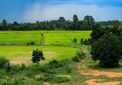 Scenic view of field against sky