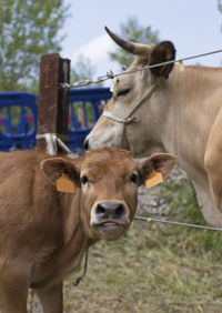 Close-up of cows on field