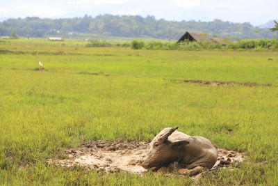 Buffalo on grassy field