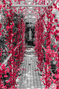 Red flowers blooming on tree