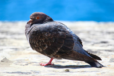 Close-up of bird perching on beach