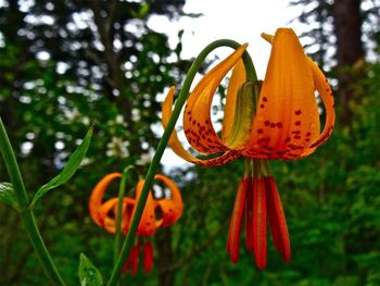 Close-up of red flower blooming in field