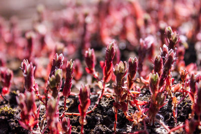 Close-up of pink flowering plants on field