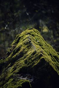 Moss growing on tree trunk in forest