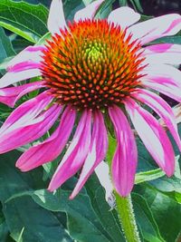 Close-up of coneflower blooming outdoors