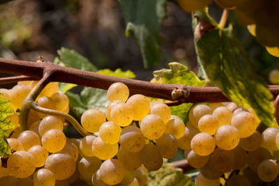 Close-up of fruits growing on tree