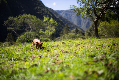 View of dog on field