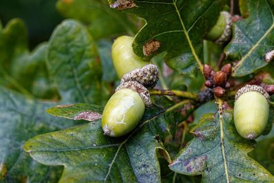 Close-up of fruits growing on plant