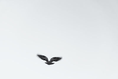 Bird flying over white background