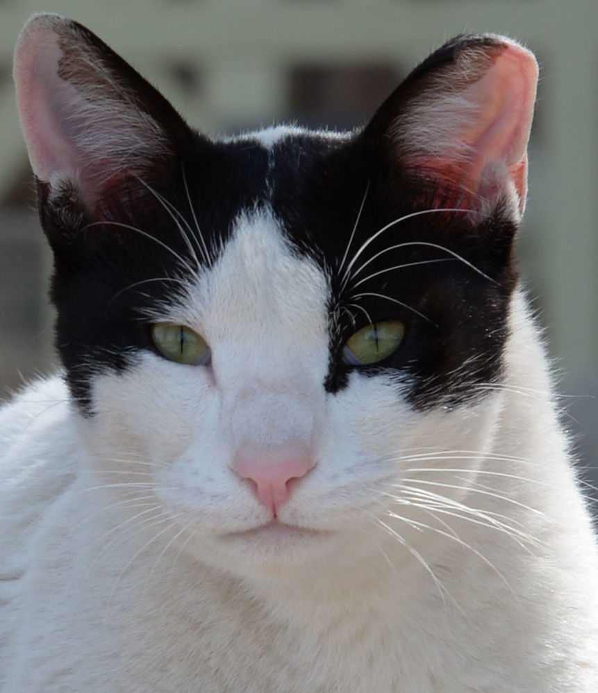 CLOSE-UP PORTRAIT OF CAT WITH MOUTH OPEN