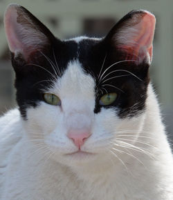 Close-up portrait of cat