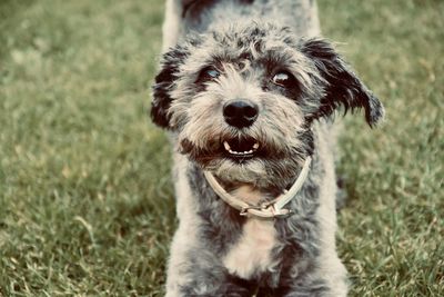 Portrait of dog sticking out tongue on field