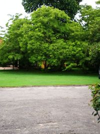 View of trees on grassland