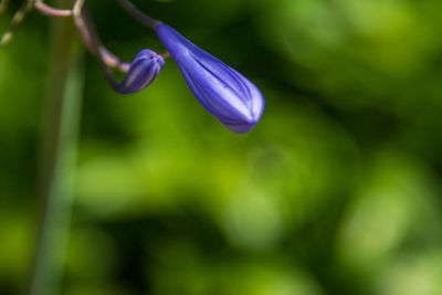 Close-up of purple flowering plant