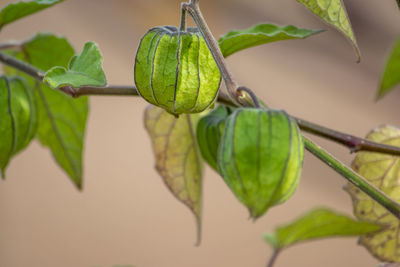 Close-up of fresh green leaves