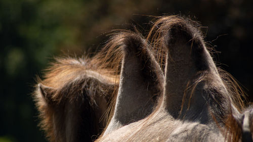 Close-up of a horse