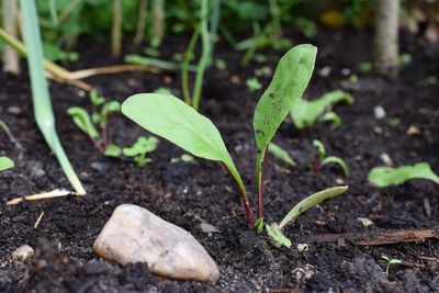 Close-up of young plant growing in farm