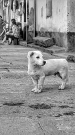 Dog in pen