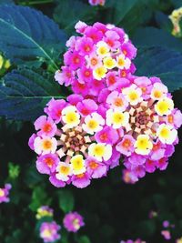 Close-up of pink flowers