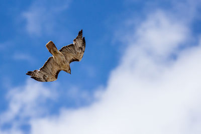 Low angle view of eagle flying against sky