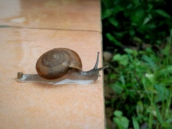 Close-up of snail