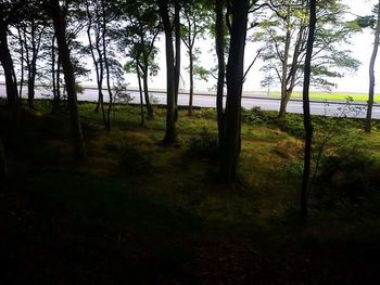 Trees on grassy field