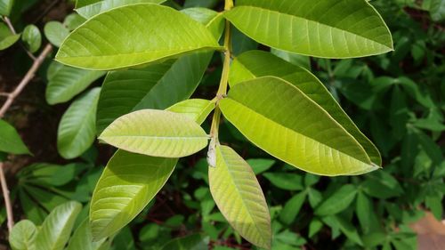 Close-up of green leaves