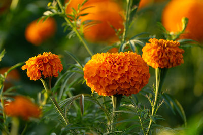 Close-up of yellow flowering plant