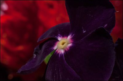 Close-up of purple flower blooming at night