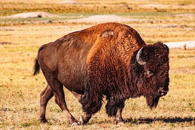 Bison grazing on field