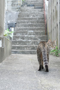 Cat on cobblestone street