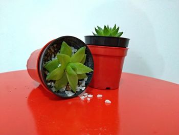 Close-up of potted plant on table