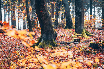 Trees growing in forest during autumn