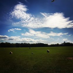 Scenic view of grassy field against sky