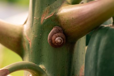 Close-up of snail on plant