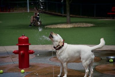 Dog standing in water