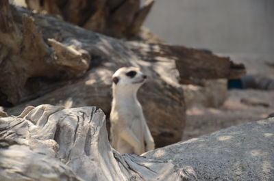 Bird perching on rock