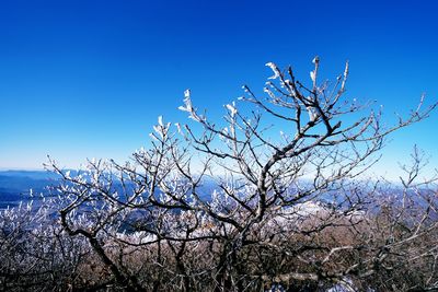 Low angle view of tree against clear blue sky