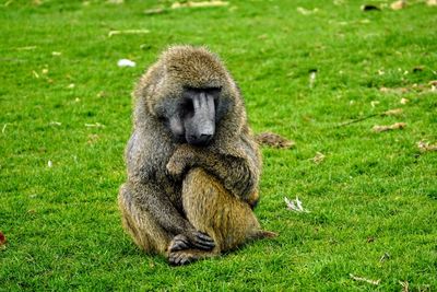 Close-up of monkey on grassy field