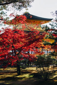 Low angle view of trees against building during autumn