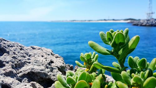 Close-up of cactus plant against sea