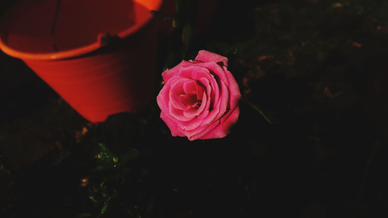 flower, rose - flower, petal, fragility, flower head, nature, no people, growth, beauty in nature, pink color, freshness, red, close-up, outdoors, plant, night