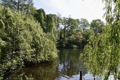 Scenic view of lake amidst trees in forest against sky