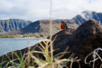 Lizard on rock against sky