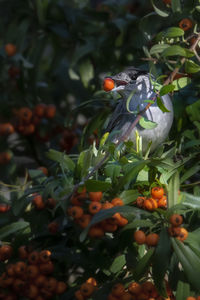 Close-up of orange fruits on plant