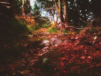 Footpath passing through forest