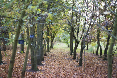 Trees in forest during autumn