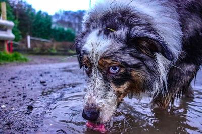 Close-up of dog drinking