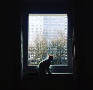 Cat sitting on window sill in darkroom