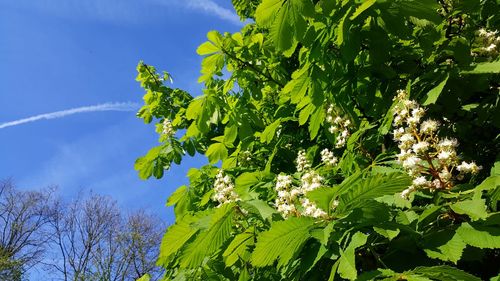 Low angle view of tree against sky